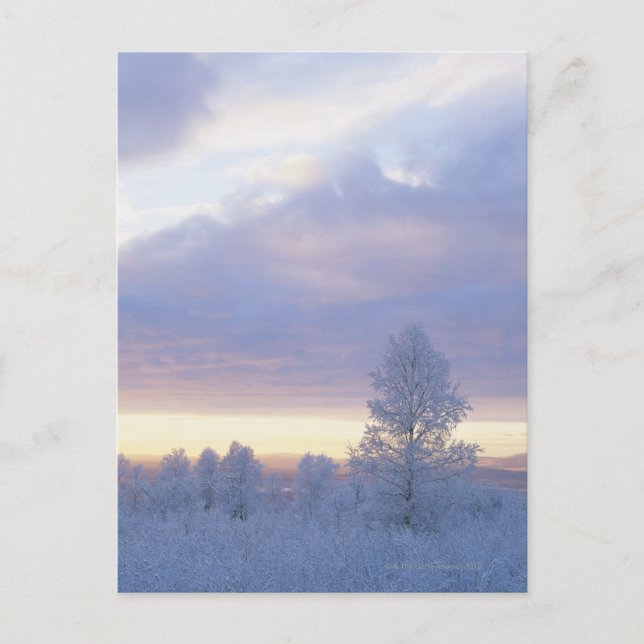 Frost-Covered Forest Postcard (Front)
