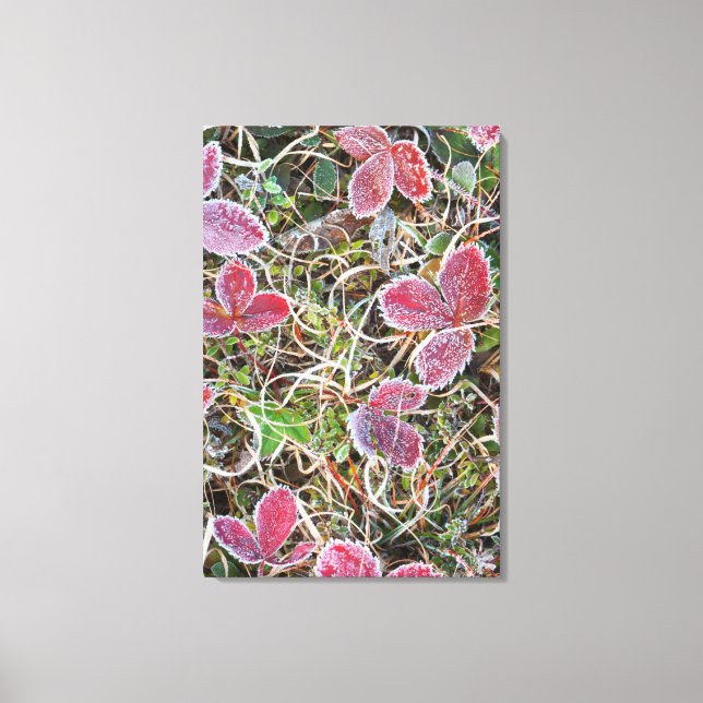 Frost covered leaves, Canada Canvas Print (Front)