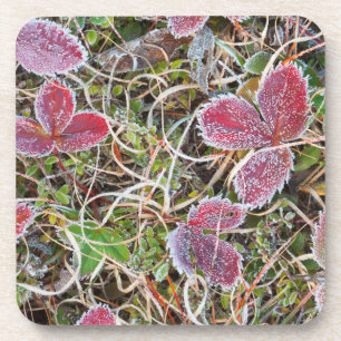 Frost covered leaves, Canada Coaster