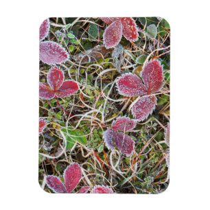 Frost covered leaves, Canada Magnet