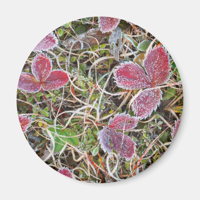 Frost covered leaves, Canada Magnet (Front)