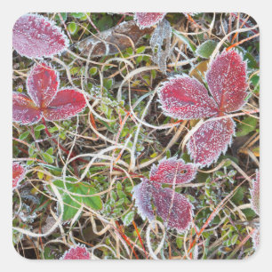 Frost covered leaves, Canada Square Sticker