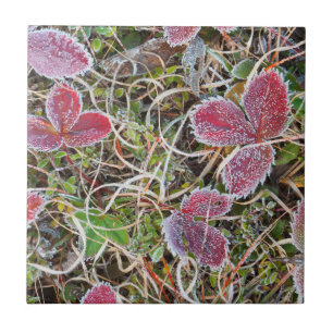 Frost covered leaves, Canada Tile