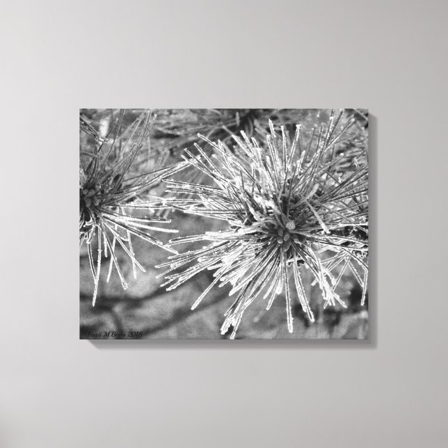 Frost Covered Pine Needles Canvas Print (Front)