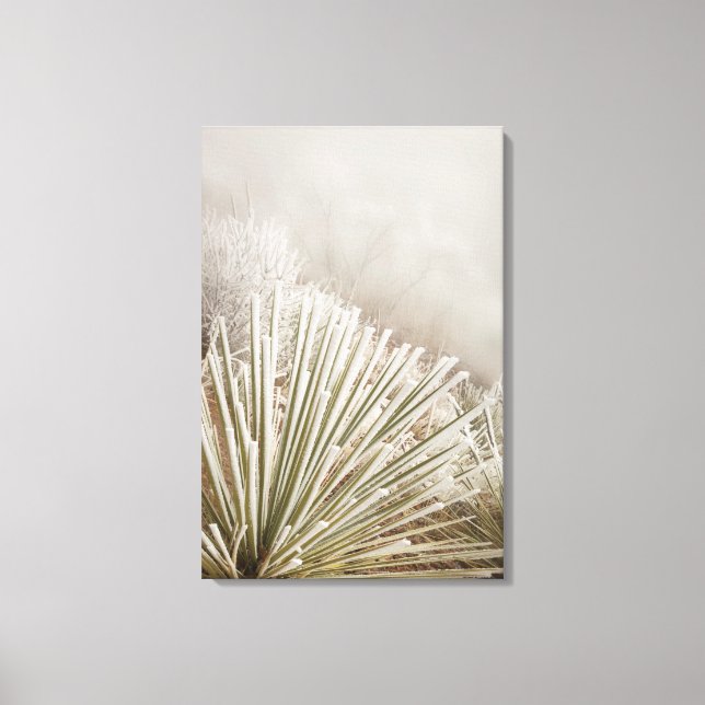 Frost Covered Yucca In Winter Canvas Print (Front)