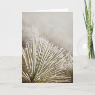 Frost Covered Yucca In Winter Card