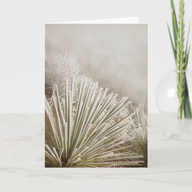 Frost Covered Yucca In Winter Card (Front)