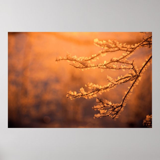 Frost Flakes with the Morning Sunrise Poster (Front)