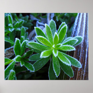 Frost Hedge Bedstraw Plants Photo Print