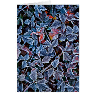 Frost on autumn leaves, Oregon