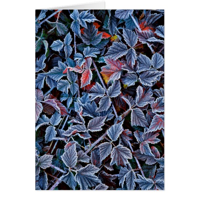 Frost on autumn leaves, Oregon (Front)