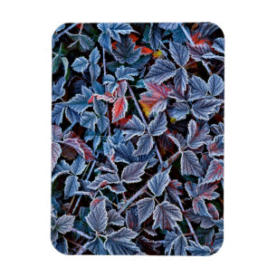 Frost on autumn leaves, Oregon Magnet