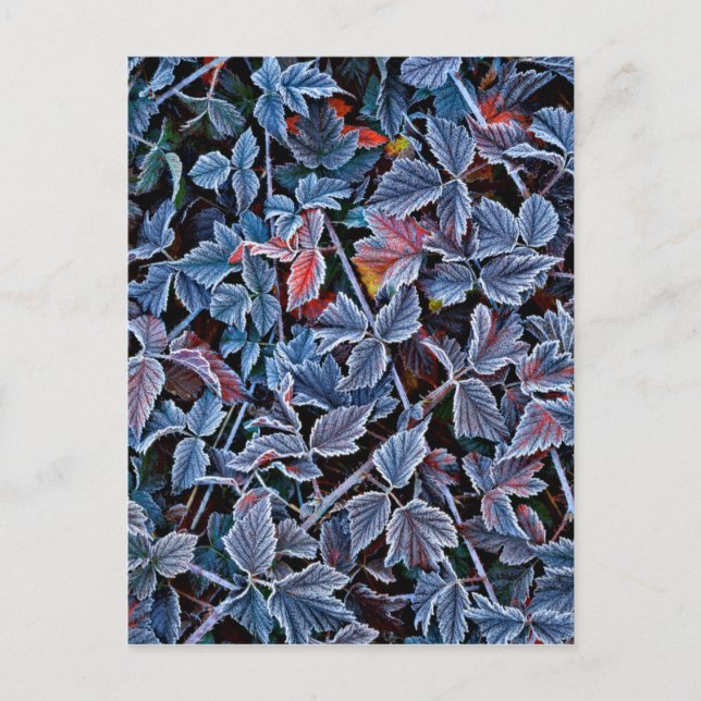 Frost on autumn leaves, Oregon Postcard (Front)