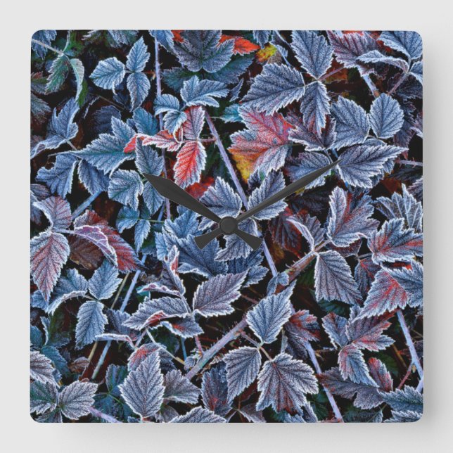Frost on autumn leaves, Oregon Square Wall Clock (Front)