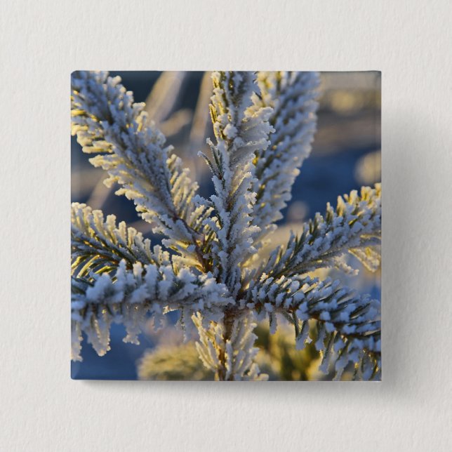Frost on evergreen tree, Homer, Alaska 2 Inch Square Button (Front)