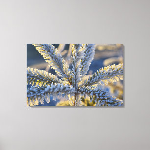 Frost on evergreen tree, Homer, Alaska Canvas Print