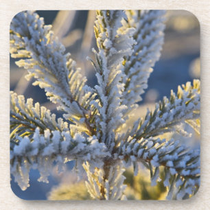 Frost on evergreen tree, Homer, Alaska Coaster