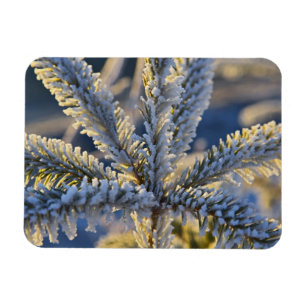 Frost on evergreen tree, Homer, Alaska Magnet