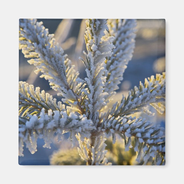 Frost on evergreen tree, Homer, Alaska Magnet (Front)