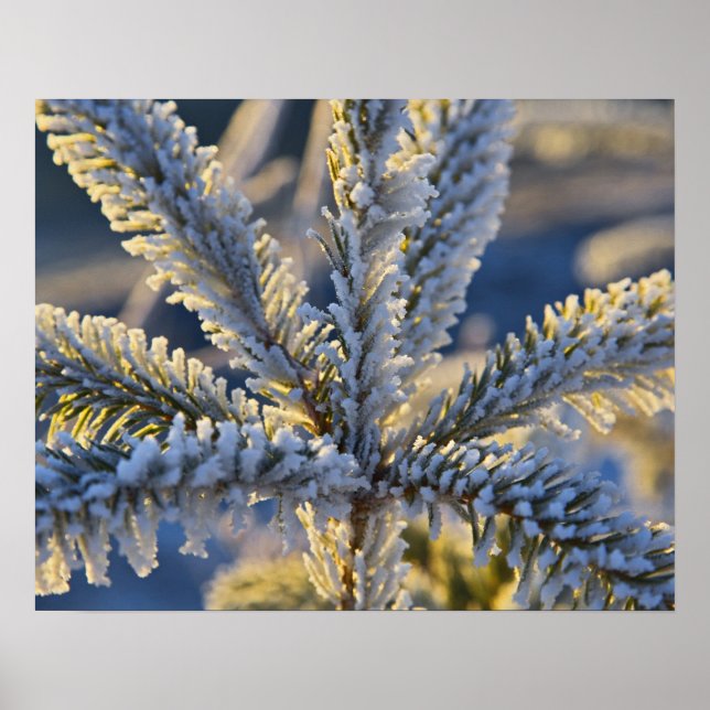 Frost on evergreen tree, Homer, Alaska Poster (Front)