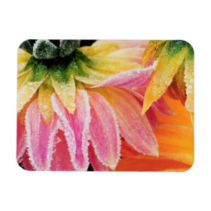 Frost on the last blooms of the fall - Dalhia - Magnet