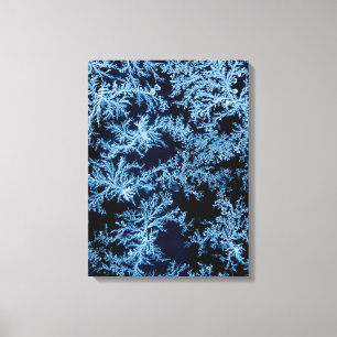 Frost patterns close-up, California Canvas Print