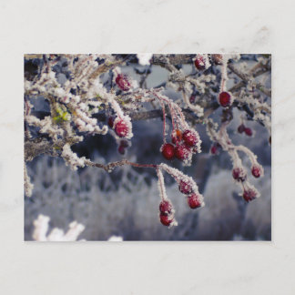 Frosted Berries postcard
