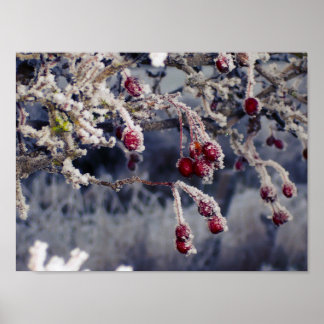 Frosted Berries print