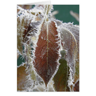 Frosted Leaves
