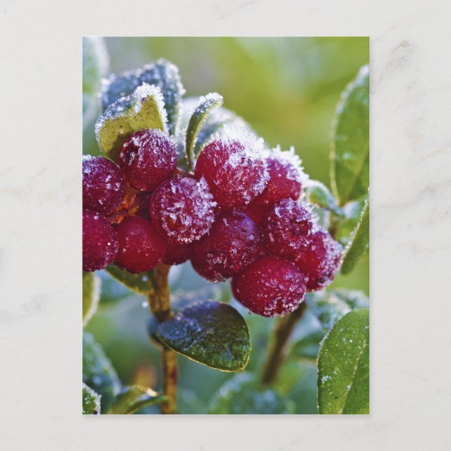 Frosted lingonberries postcard (Front)