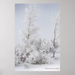 Frosted Tree Mono Lake CA Poster