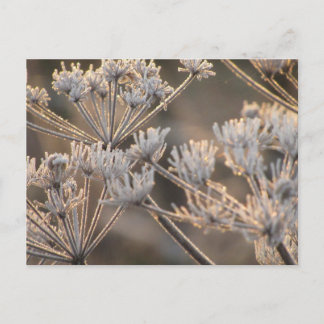 Frosted Umbellifers Postcard