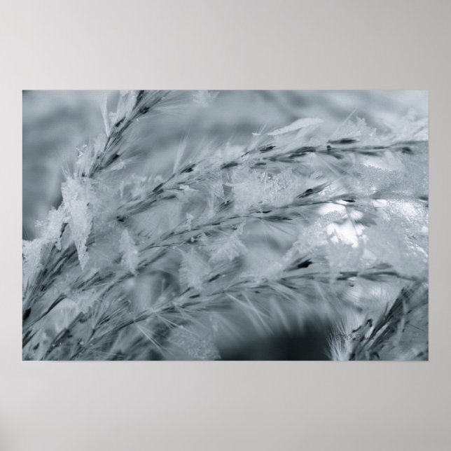 Frosted Wheat Poster (Front)