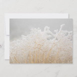 Frosted Winter Grasses Card