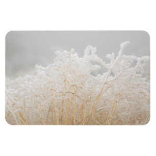 Frosted Winter Grasses Magnet