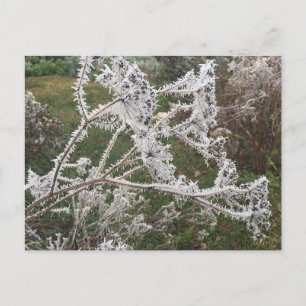 Frosty Morning Garden Postcard