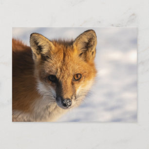 Frosty Nose Fox     Postcard