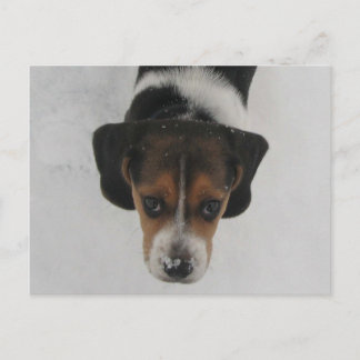 Frosty Nose Postcard