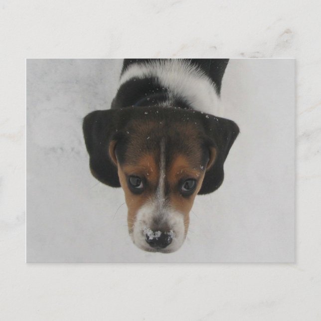 Frosty Nose Postcard (Front)