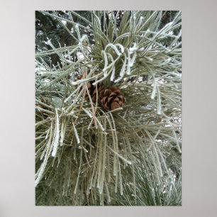 Frosty Pine Poster