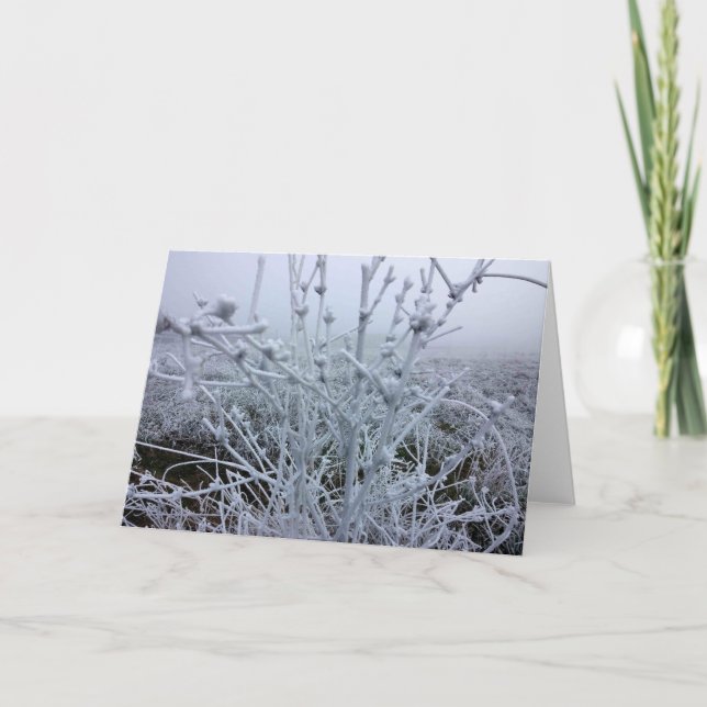 Frosty Plants Winter Landscape Holiday Card (Front)