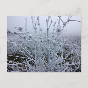 Frosty Plants Winter Landscape Postcard
