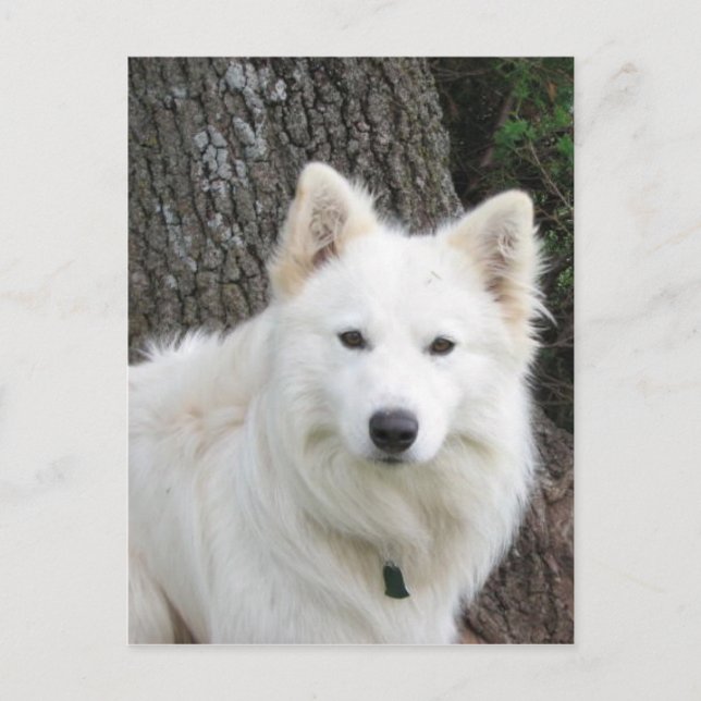 Frosty Postcard (Front)