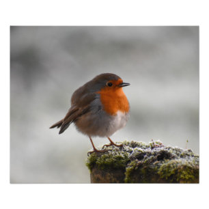 Frosty Robin Photo Print
