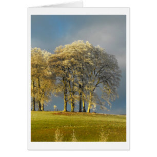 Frosty trees on the hilltop card