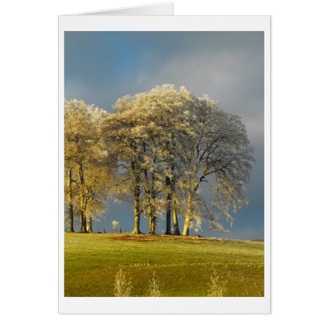 Frosty trees on the hilltop card (Front)