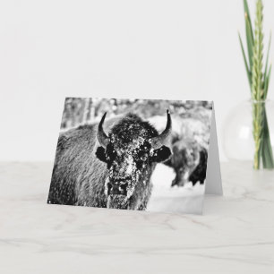 Frosty Yellowstone Bison Card
