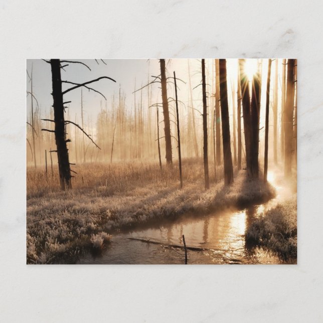 Frosty Yellowstone Morning Postcard (Front)