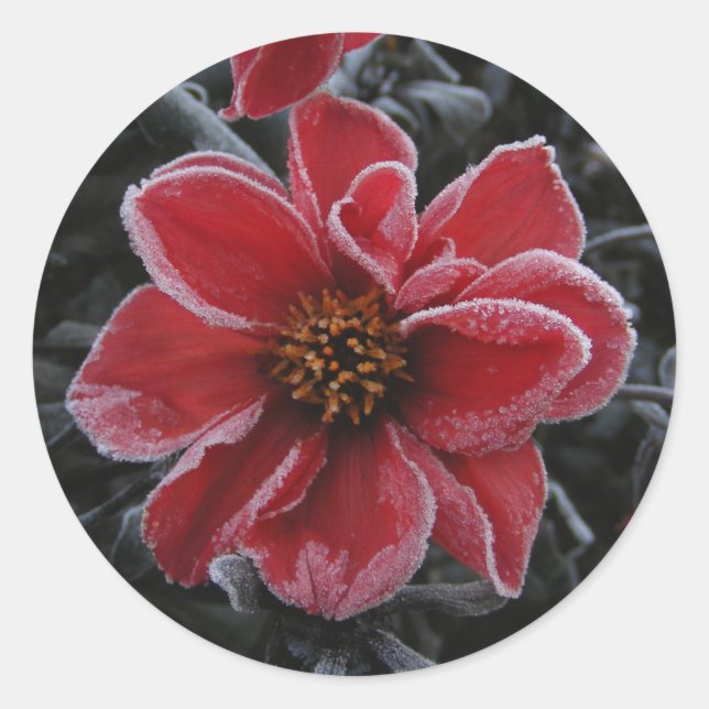 Frozen Dahlia 64 ~ sticker (Front)