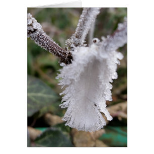 frozen feather
